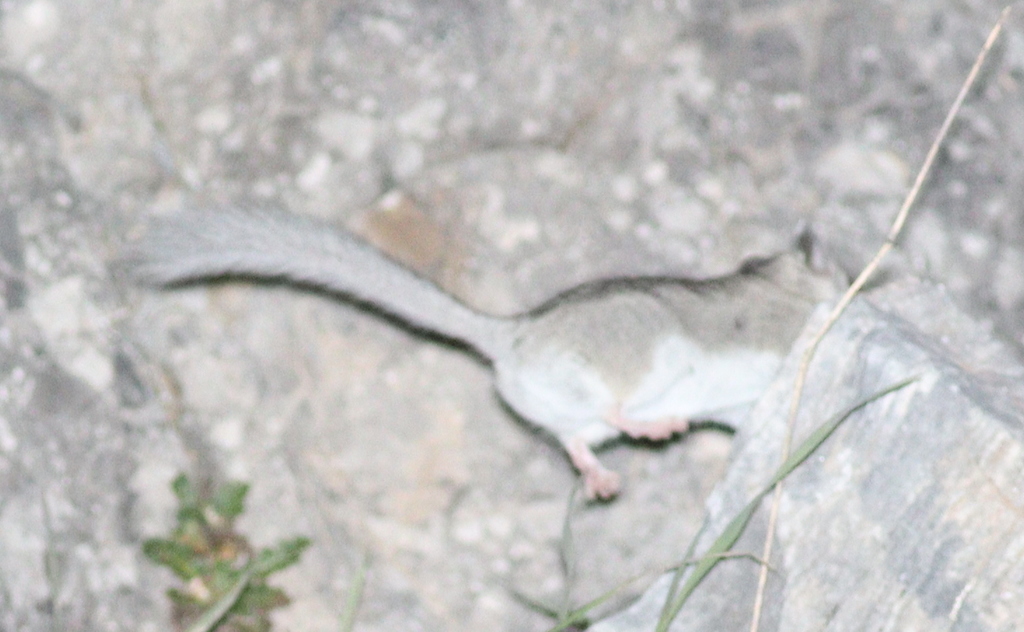 Woolly Forest Dormouse