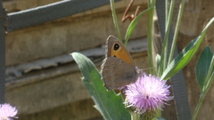 Hyponephele sifanica