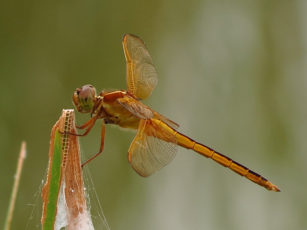 Needham's Skimmer