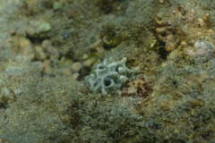 Lamellodysidea