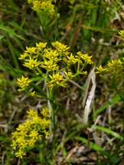 Polygala ramosa