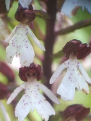 Orchis purpurea