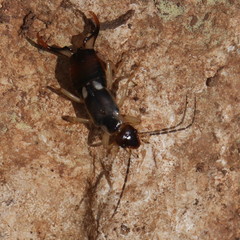Forficula lurida