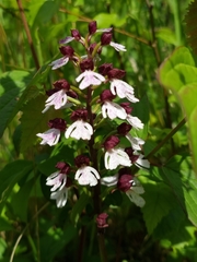 Orchis purpurea