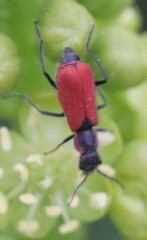 Malachius coccineus