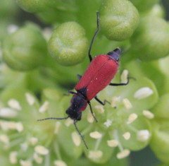 Malachius coccineus
