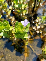 Bacopa caroliniana