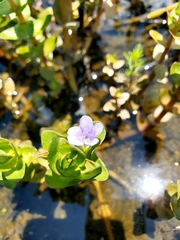 Bacopa caroliniana