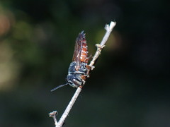 Coelioxys slossoni slossoni
