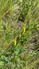 Melilotus officinalis