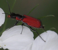 Malachius coccineus