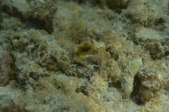 Cinachyrella