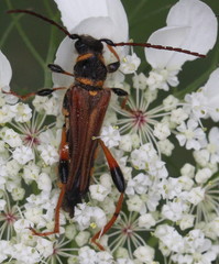 Stenopterus rufus syriacus