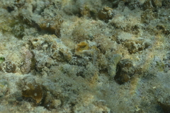 Cinachyrella