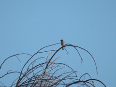 Curruca communis