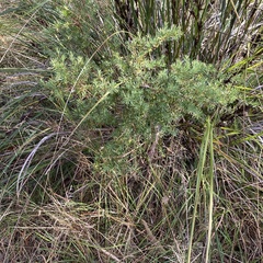 Hibbertia sulcinervis