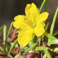 Hibbertia sulcinervis
