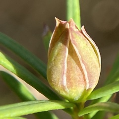 Hibbertia sulcinervis