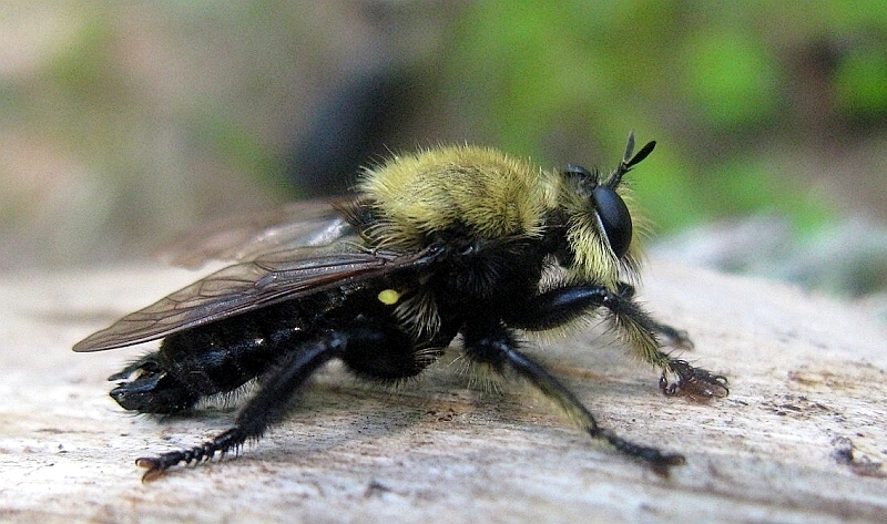 Pinewoods Laphria