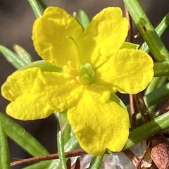 Hibbertia sulcinervis