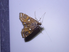 Paracymoriza