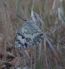 Melanargia titea