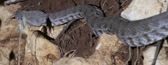 Macrovipera lebetinus