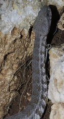 Macrovipera lebetinus