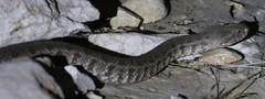 Macrovipera lebetinus