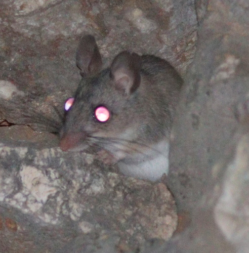 Eastern Broad-toothed Field Mouse