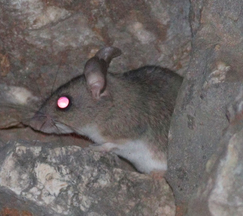 Eastern Broad-toothed Field Mouse