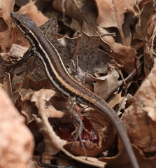 Ophisops elegans basoglui