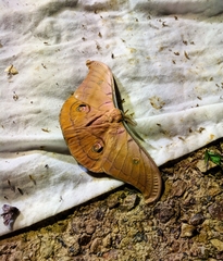 Antheraea helferi