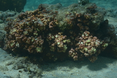 Millepora exaesa