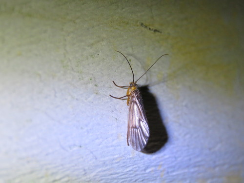 Pseudostenophylax sparsus