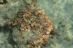 Millepora exaesa