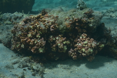 Millepora exaesa