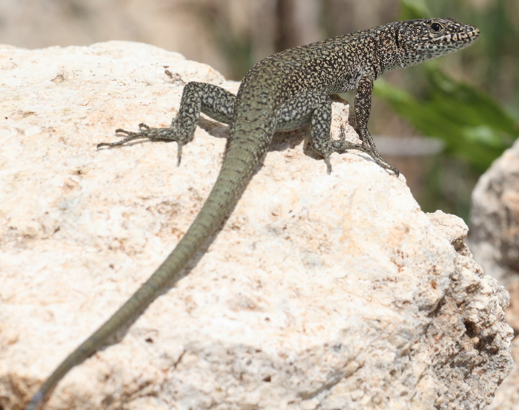Danford's Lizard