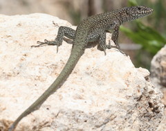 Danford's Lizard photo 2