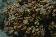 Millepora exaesa