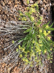 Cymopterus anisatus