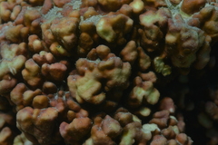Millepora exaesa