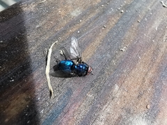 Protocalliphora azurea