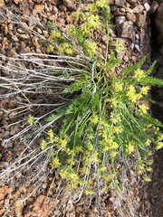 Cymopterus anisatus