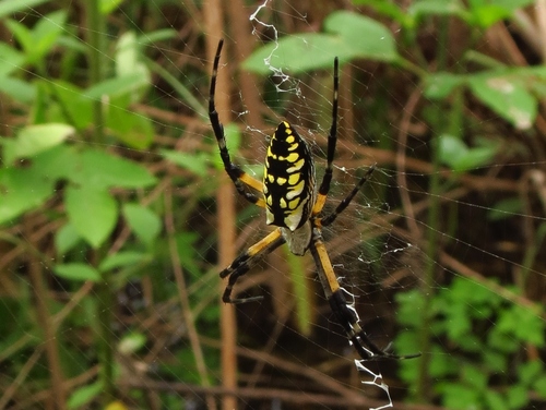 Yellow Garden Spider