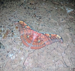 Antheraea larissa