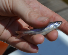 Lythrurus umbratilis