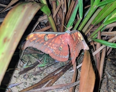 Antheraea larissa