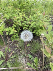 Taraxacum