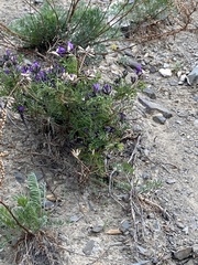 Astragalus versicolor